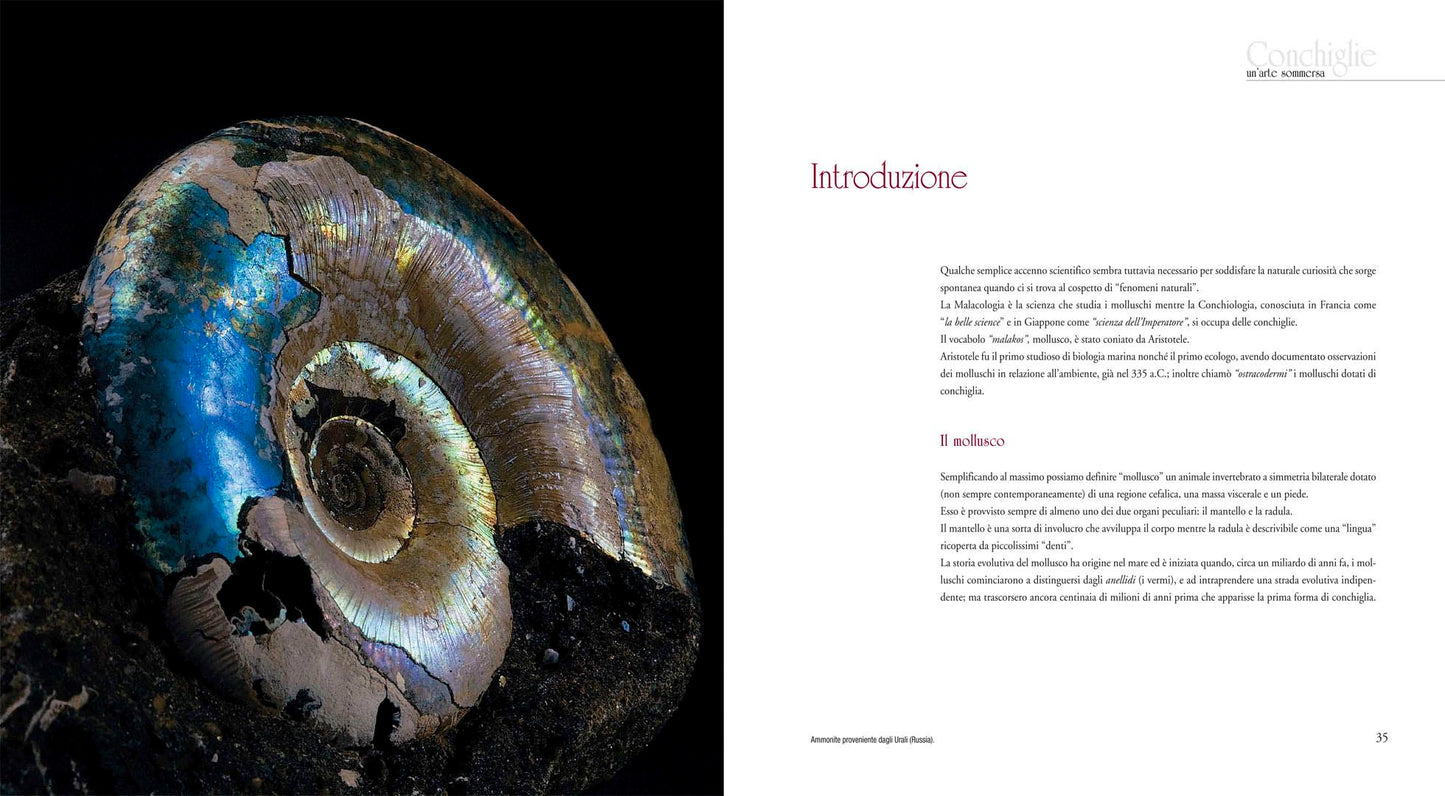 Conchiglie