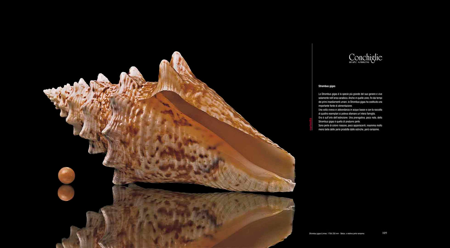 Conchiglie