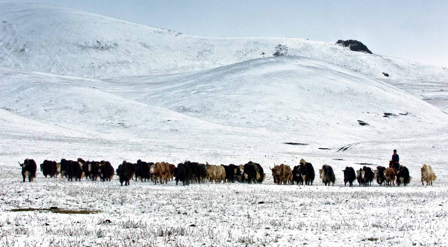Mongolia Bike Challenge